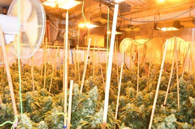 Man charged after €137k cannabis seizure in Dundalk