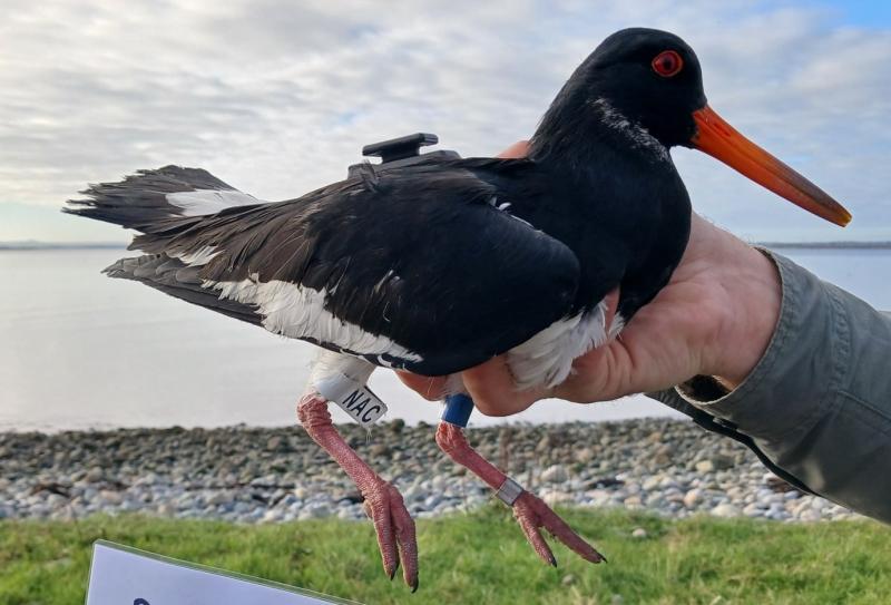 Dundalk Bay bird tagging initiative seeks community involvement