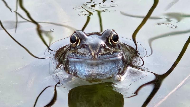 When was the last time you saw a frog in Louth?