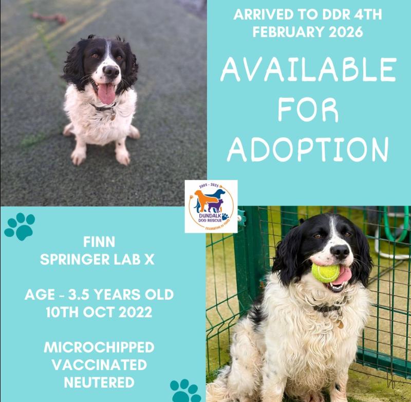 Dundalk Dog Rescue fundraiser quiz will take place next weekend