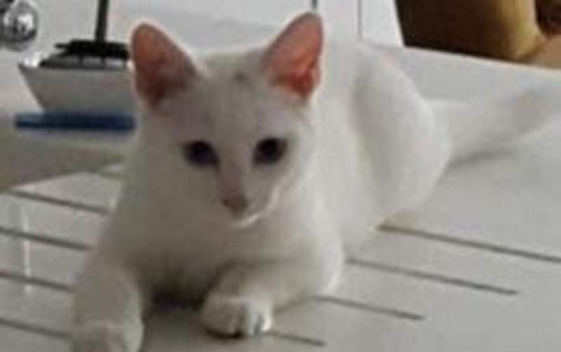 'Give her a lifeline': Cat in Louth animal rescue to be killed tomorrow if nobody adopts her