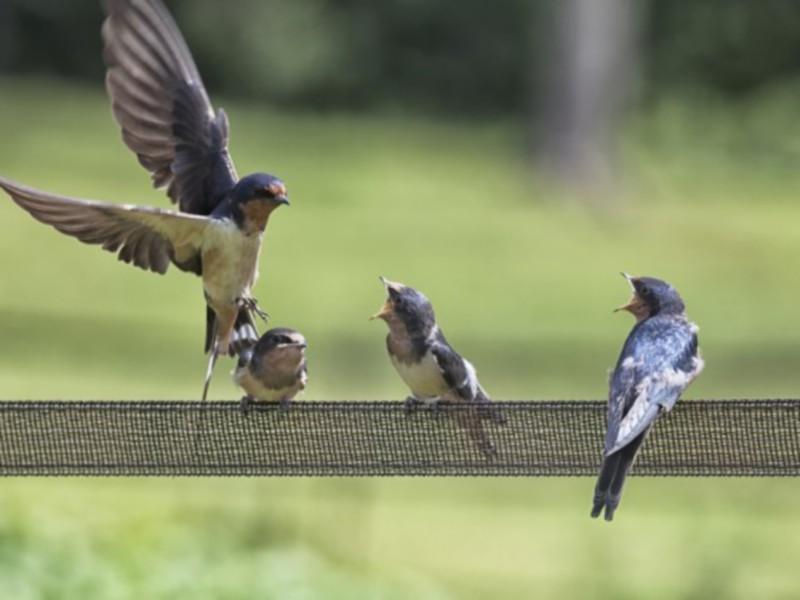 Dundalk is experiencing a shortage of swallows this summer. But why? 