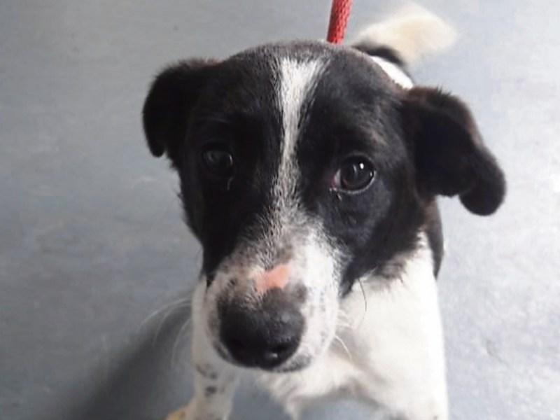 A dog a day was impounded in May by Louth County Council