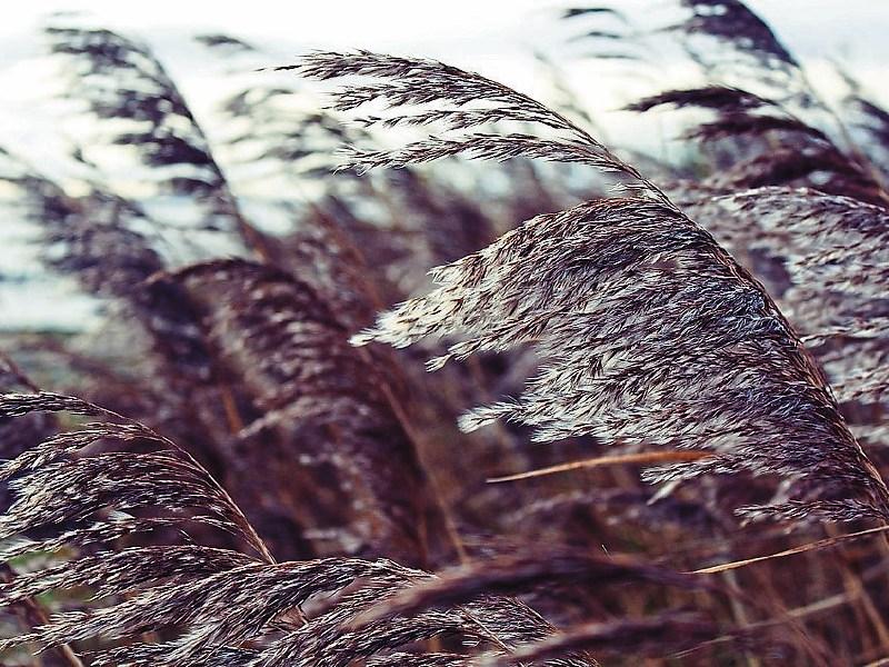 Louth Weather: Breezy or windy this morning