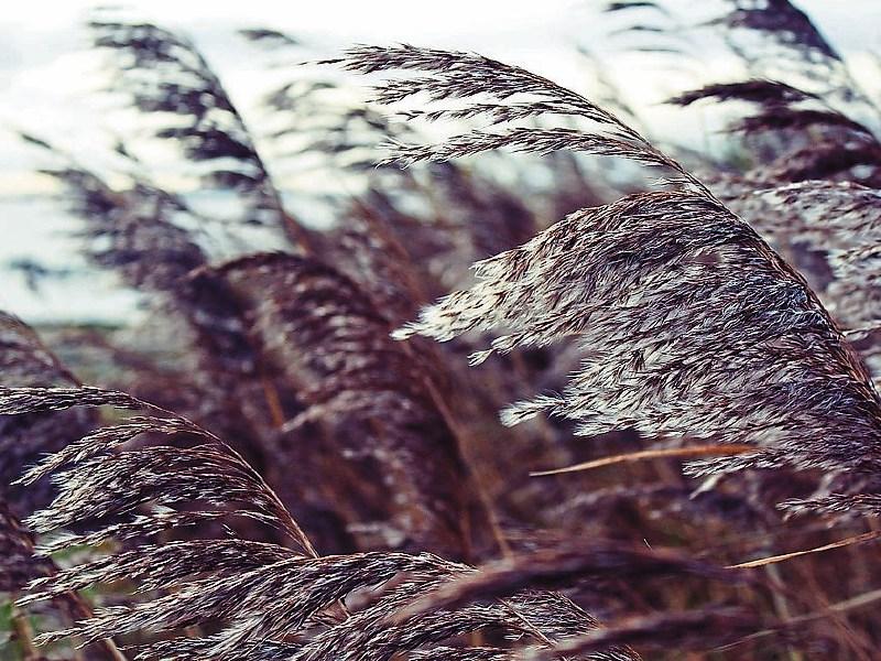 Louth Weather: Becoming breezy, though staying mostly dry 