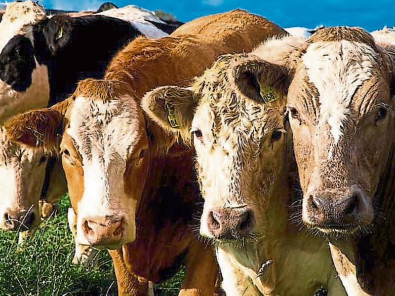 Louth IFA says urgent changes needed for disposal of fallen animals
