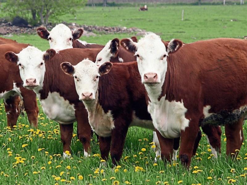 Louth IFA livestock chairman welcomes changes to Beef Data and Genomics Programme