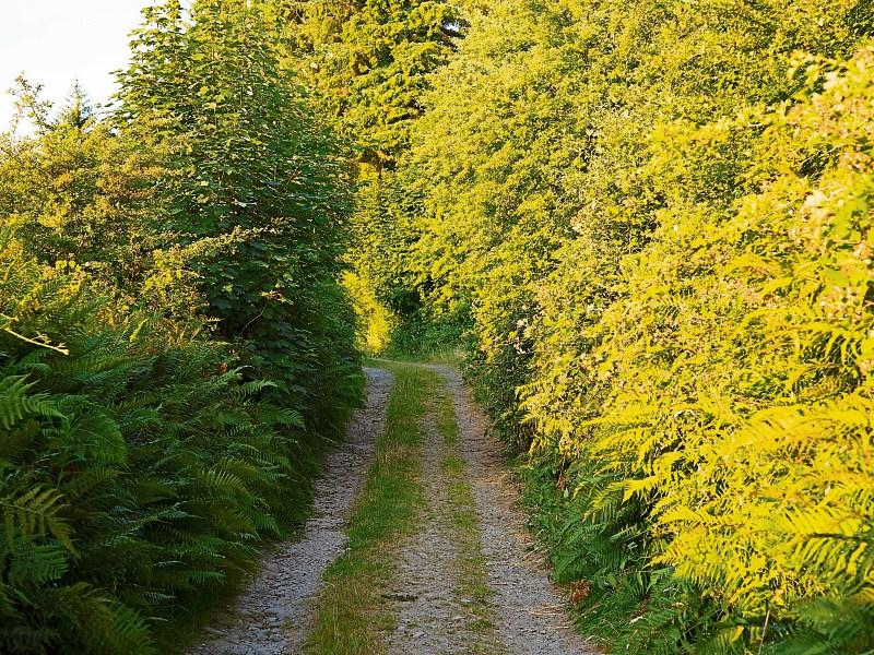 Funding announced to support and improve walking trails in Louth