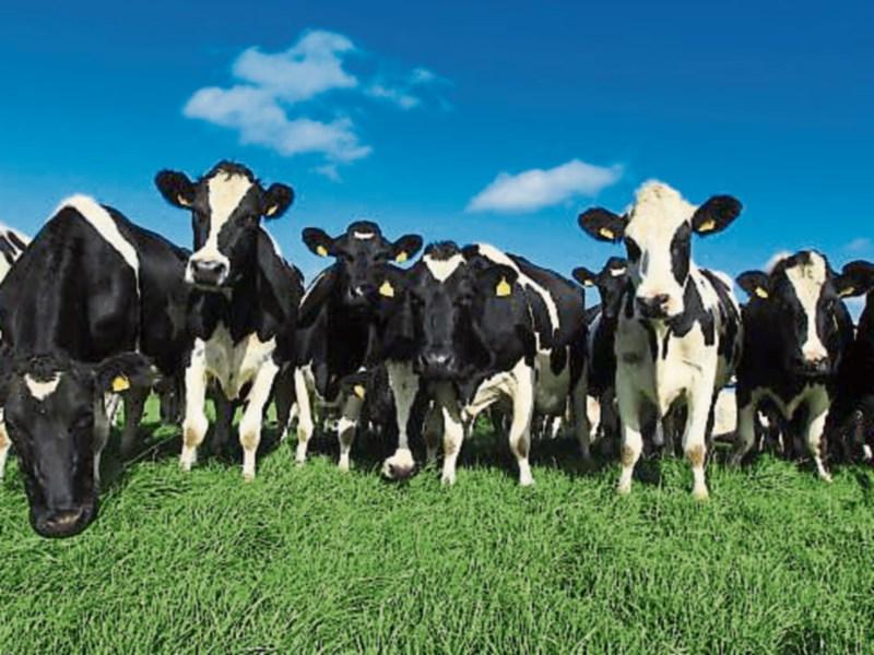 Information evening on farming and fishing matters to take place in Dundalk 