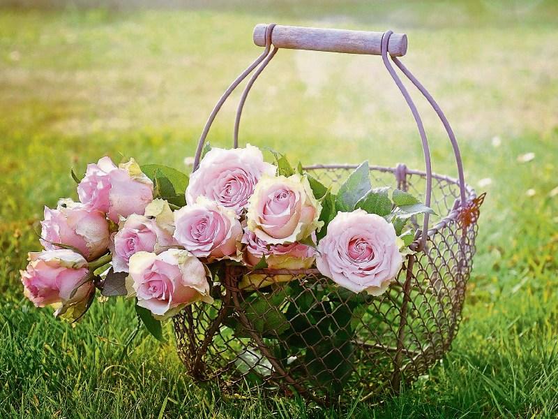 Trip Through Time: The roses are doing well this summer
