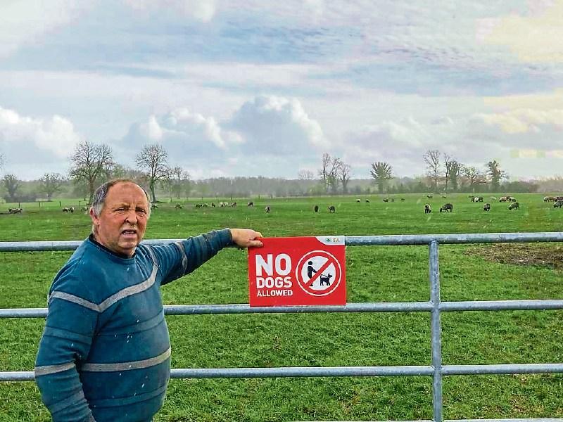 eter Luttrell, Chairman of Laois  IFA Sheep Committee highlighting the damage dogs can do 