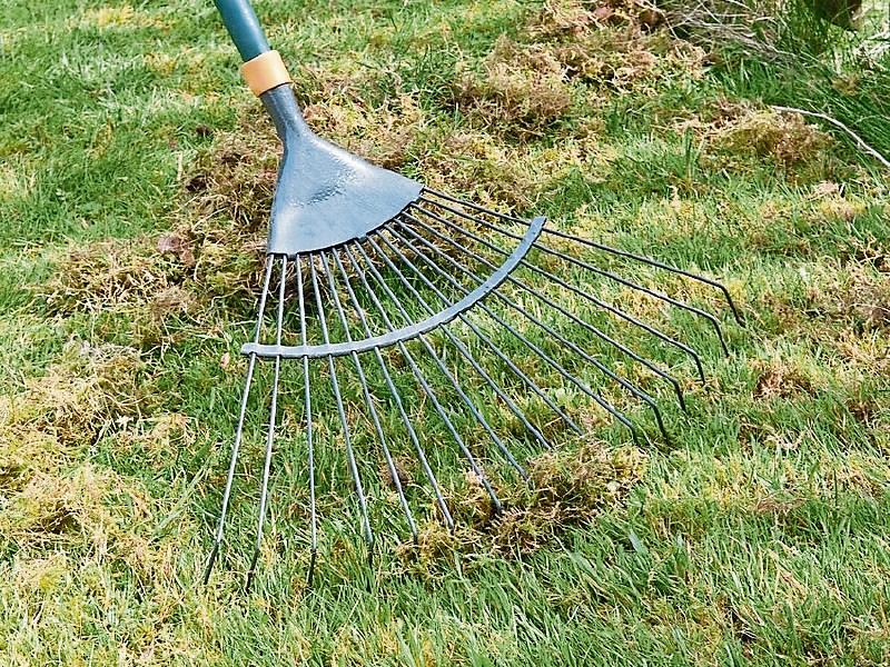 Gardening: What to do in the garden this month