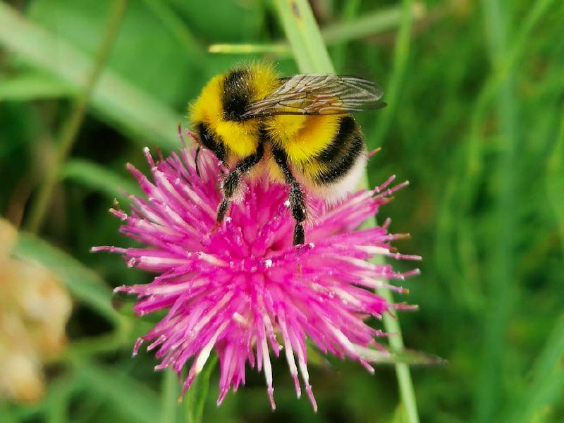 Louth County Council improves bird and insect habitats across Dundalk