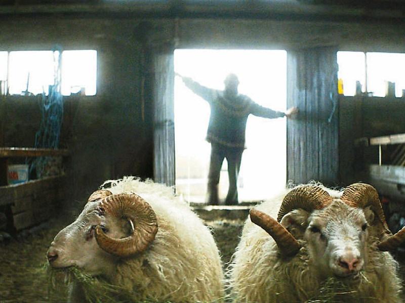 'Strangerland' falls short as Icelandic 'Rams' takes 1st prize