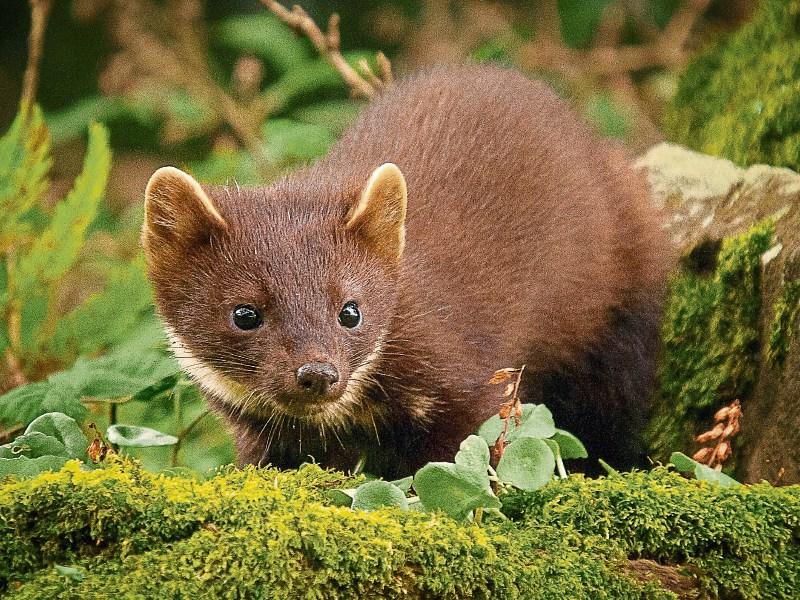 Louth nature enthusiasts urged to apply for grants to record Ireland’s natural history