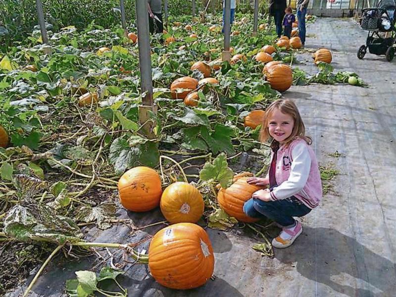 Cooley Charity Country market this Saturday