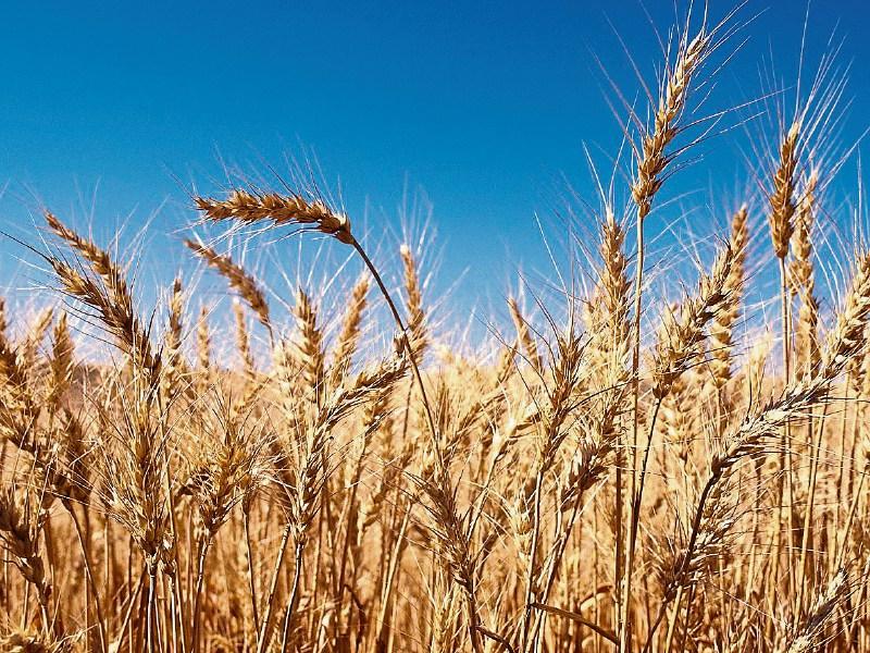 Weather set to compound income problem for many Louth farmers