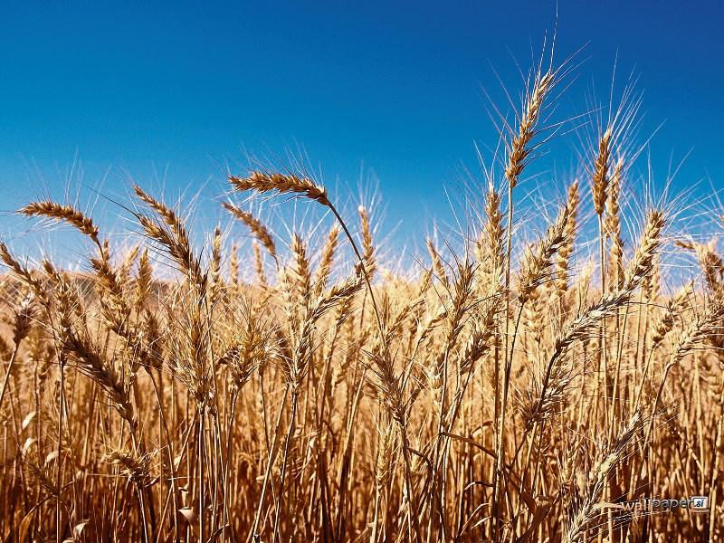 &euro;2 million lifeline for Louth tillage farmers