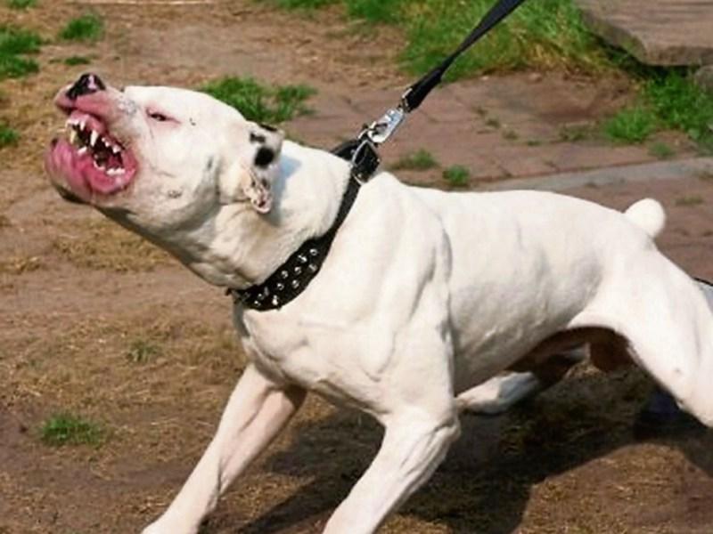 Two elderly women attacked by the same dog in Muirhevnamor