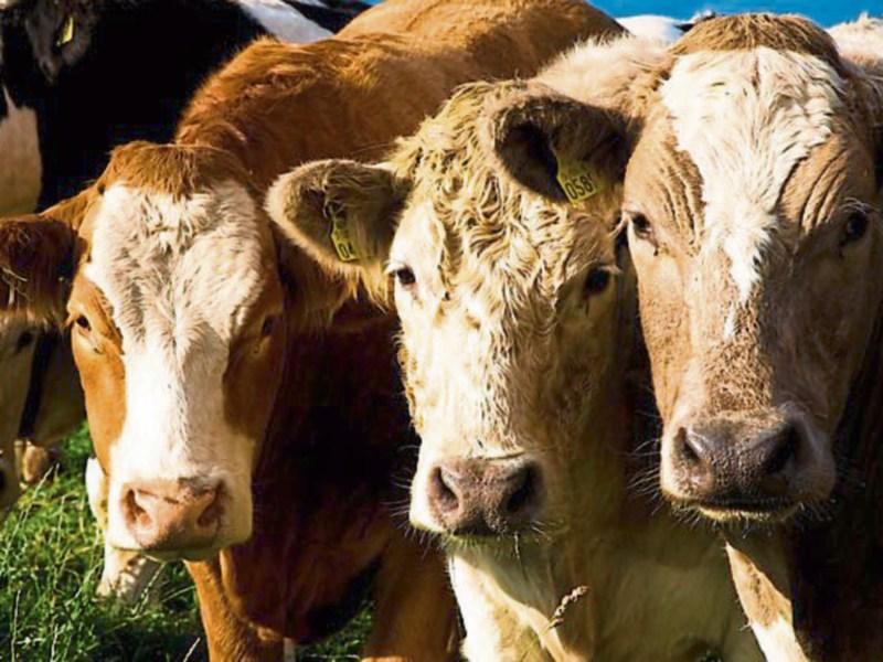 Ongoing shipment of cattle from Greenore in Louth to Israel condemned
