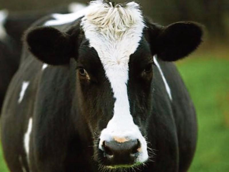Louth IFA speaks out at crucial time of year for farmers