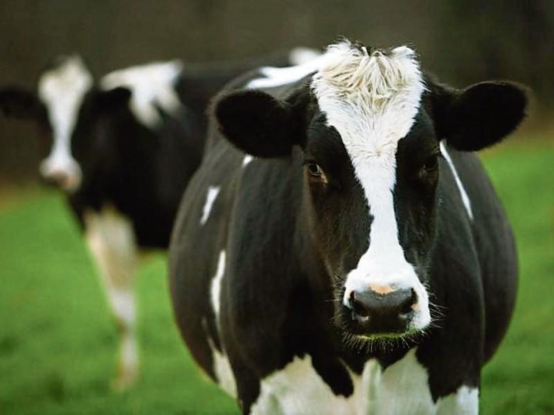 Louth IFA Dairy Chairman calls on co-ops to hold February milk prices