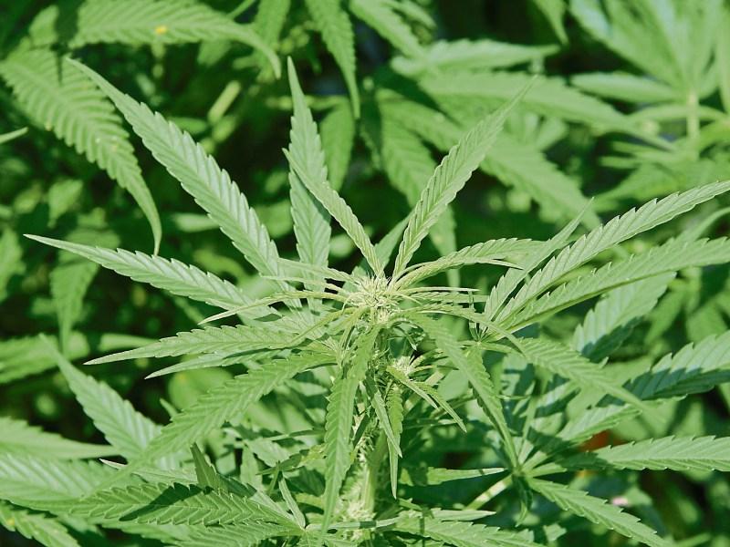 Gardaí seize over half a million euro worth of cannabis during search operation
