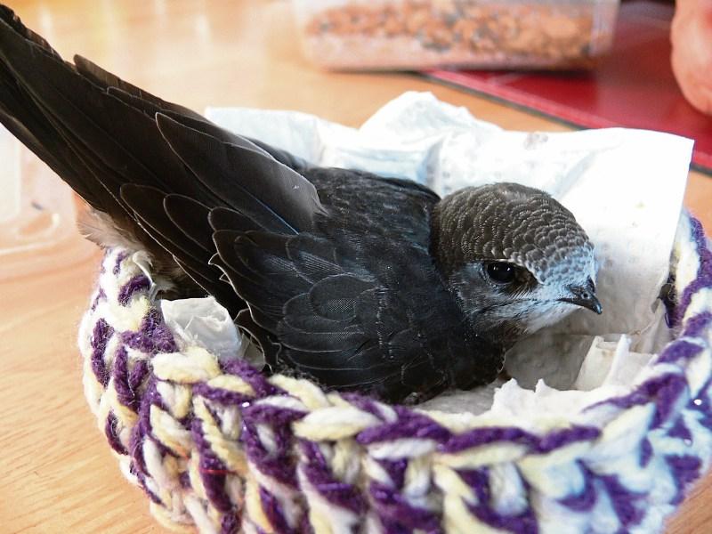 Dundalk gardeners advice how to help a chick fallen from a nest Louth