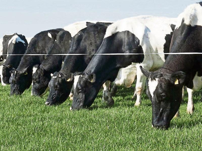 Louth IFA reacts to WHO recommendations on use of antibiotics on farms