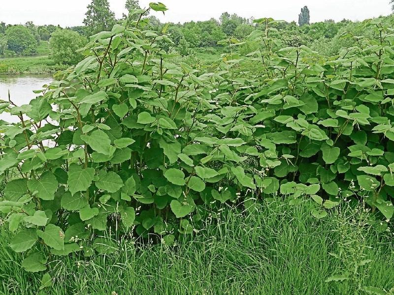 Damaging plant 'invasion' in Dundalk