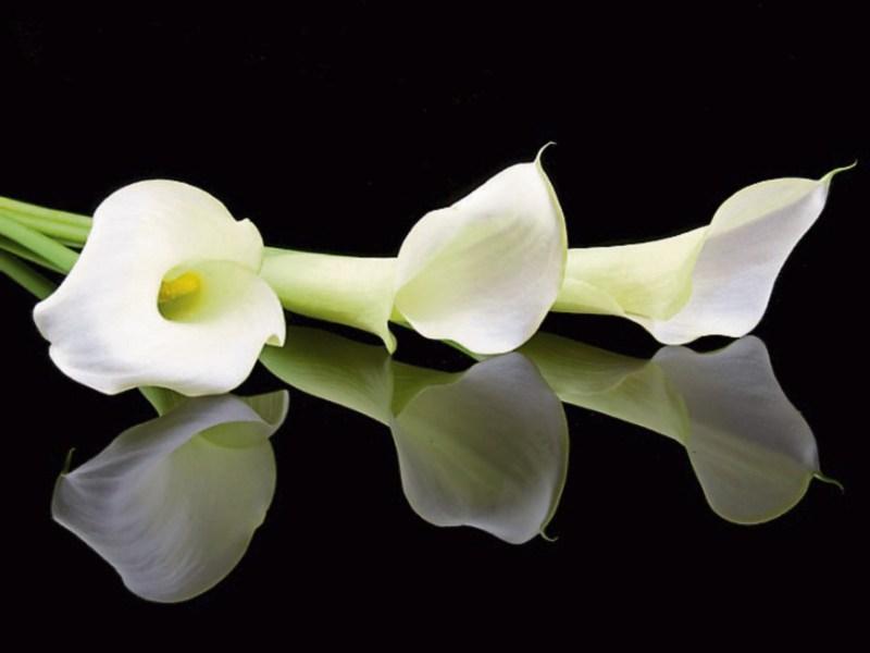 Deaths in Dundalk - Monday 7 March 2022