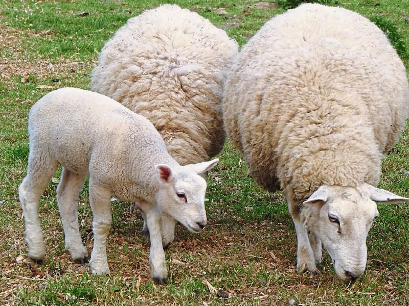 Louth IFA object to lamb price and grading penalties