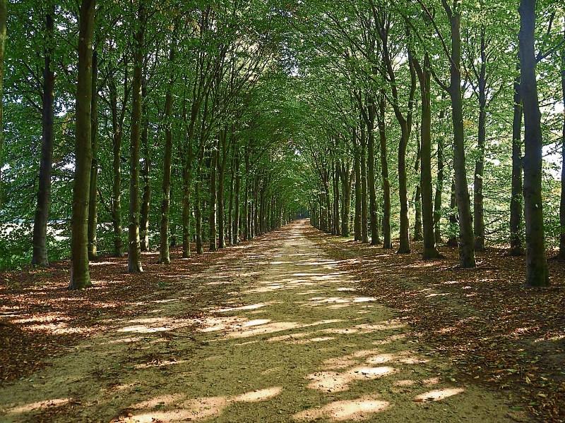 Louth senator welcomes project involving planting trees