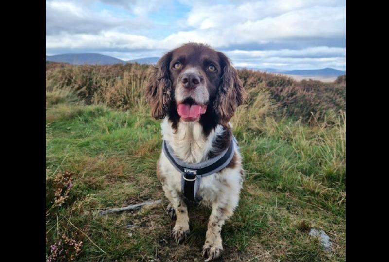 Search operation  for dog missing in Cooley mountains take place tomorrow