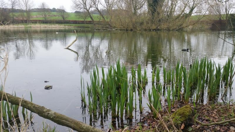Works planned at Stephenstown Pond 