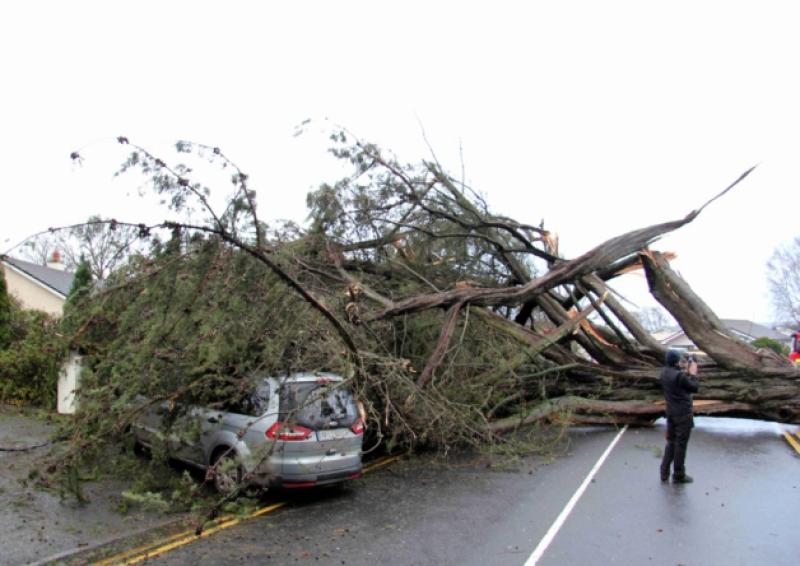 A mother with three of her children and their grandmother had a miracle escape when this very large tree was blown on to the car in which they were travelling at Block Rd., Portlaoise at the height of the storm on Wednesday evening, Collette Brennan from Ballylinan, was accompanied by her mother Mary and three of her children,Ella 12, Eoin 8 and 13 week old Ollie- Liam, at the time and although very shocked were able to exit the vehicle.