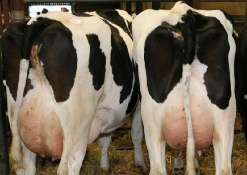 Louth IFA express disappointment at cut in milk price