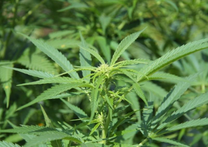 Gardaí discover cannabis plants growing in polytunnel in forest in Monaghan