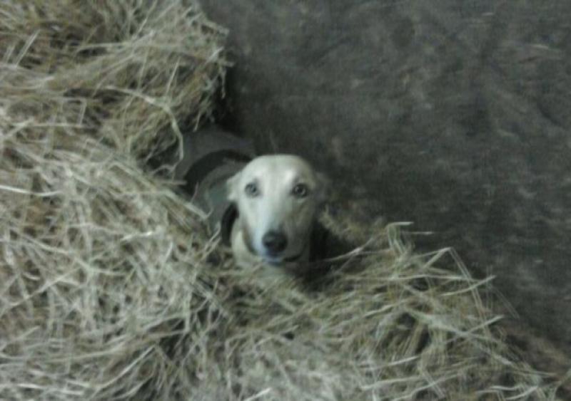 Help me find Ben says distraught dog owner 