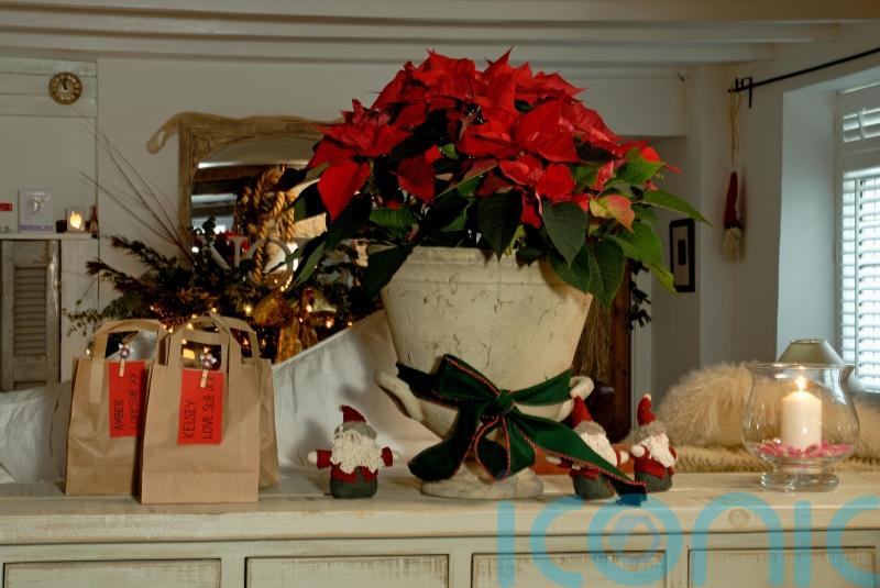 GUIDE: How to keep your festive poinsettia plant alive after Christmas