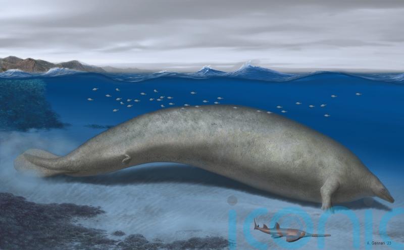REVEALED: Heaviest animal that ever lived