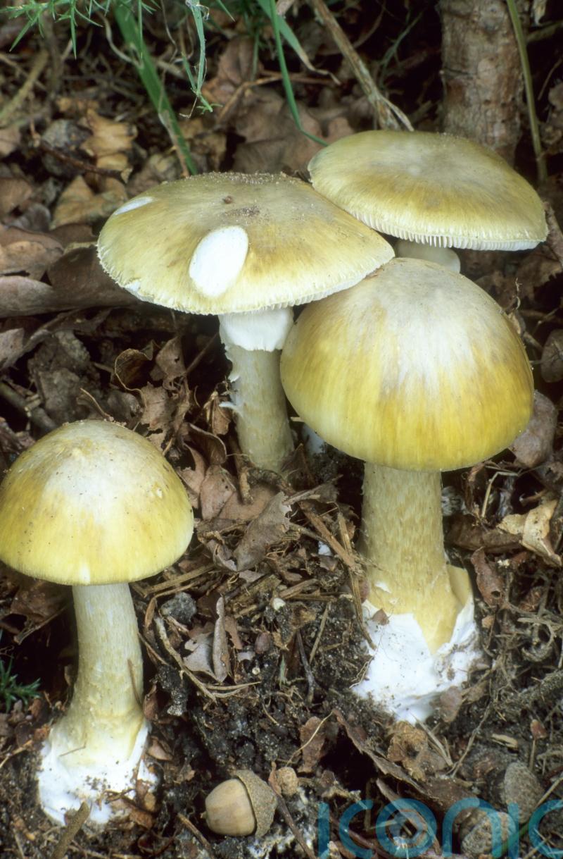 Wild mushrooms suspected of killing three who ate lunch together