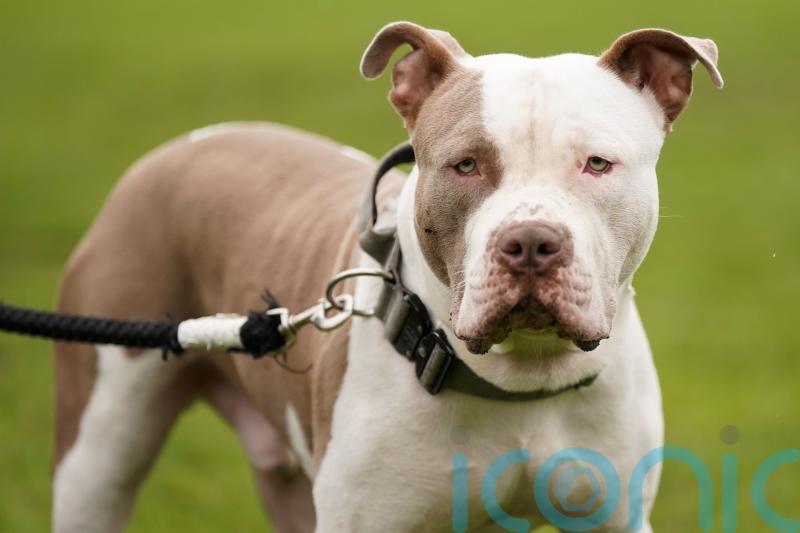 Sister of woman killed in dog attack says XL bully ban is not strict enough