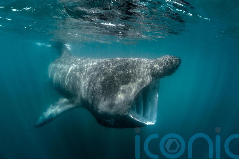 Ireland&rsquo;s basking sharks and other fish risk overheating, says &lsquo;sobering&rsquo; study