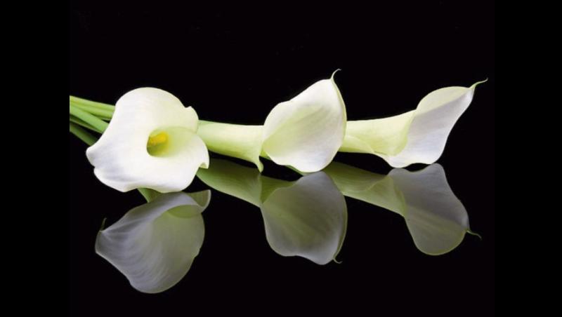 Deaths in Dundalk - Wednesday 20 August 2025