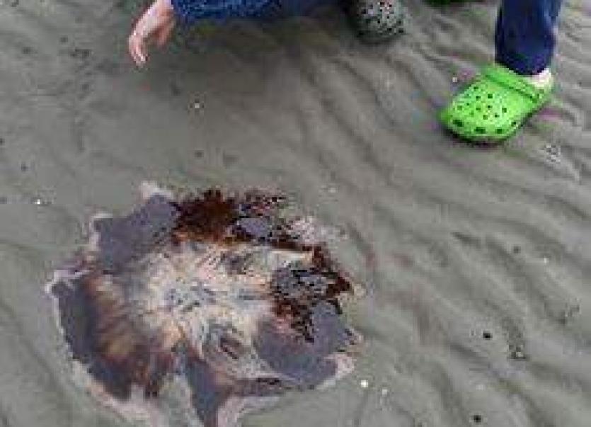 Dangerous Lion's Mane jellyfish washes up on Louth beach Dundalk Democrat