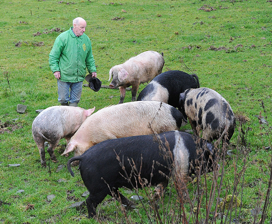 Paddy the Piper facing off against the gang of hogs. 